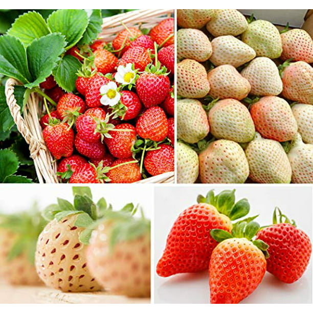 100pcs Strawberry Tree Seeds Rare Fruit Strawberry Bonsai Seed Garden Planting 